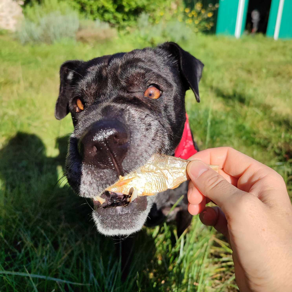 Petits poissons séchés (250 g)