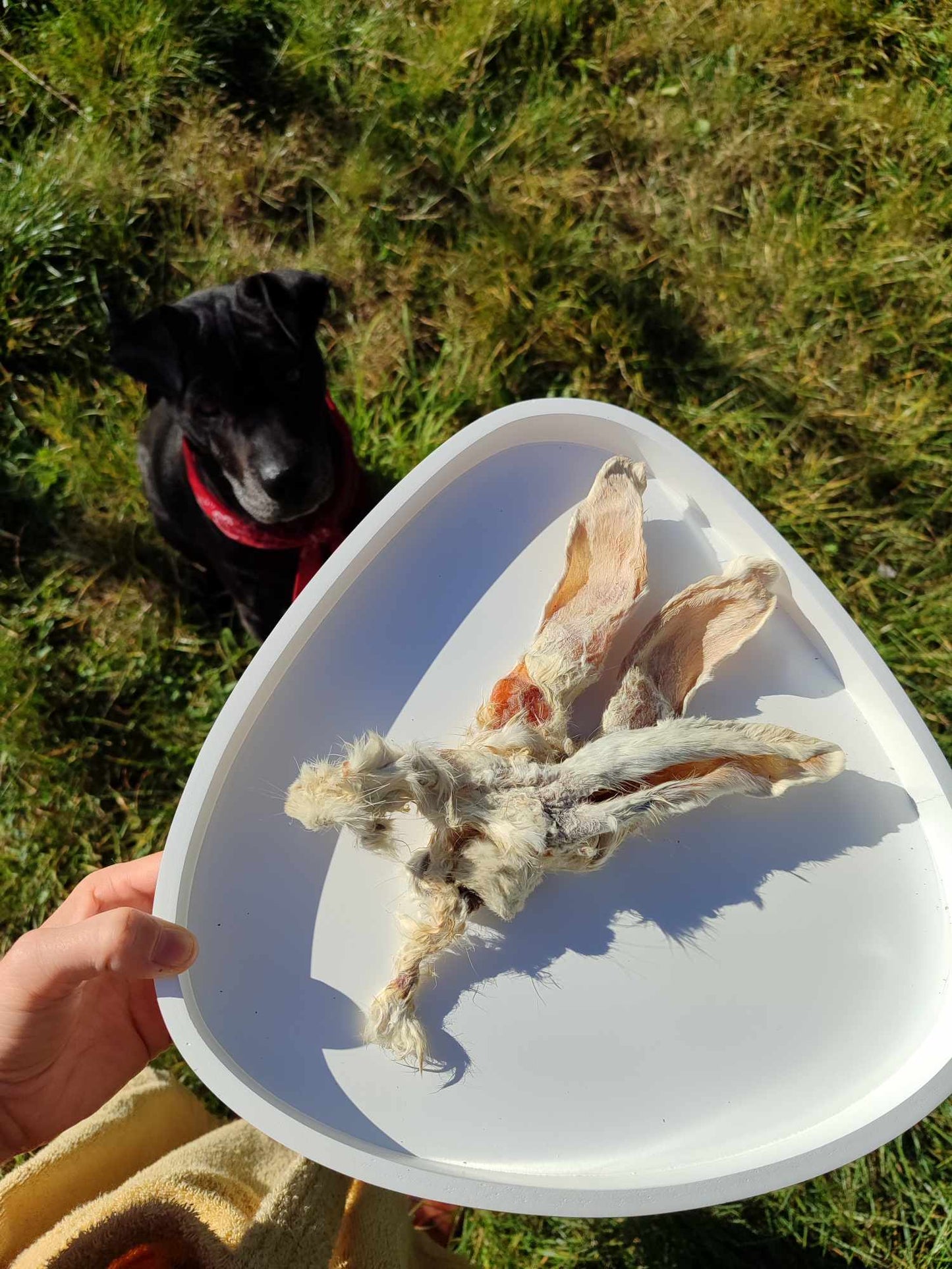 Oreilles de lapin avec poils (250 g)