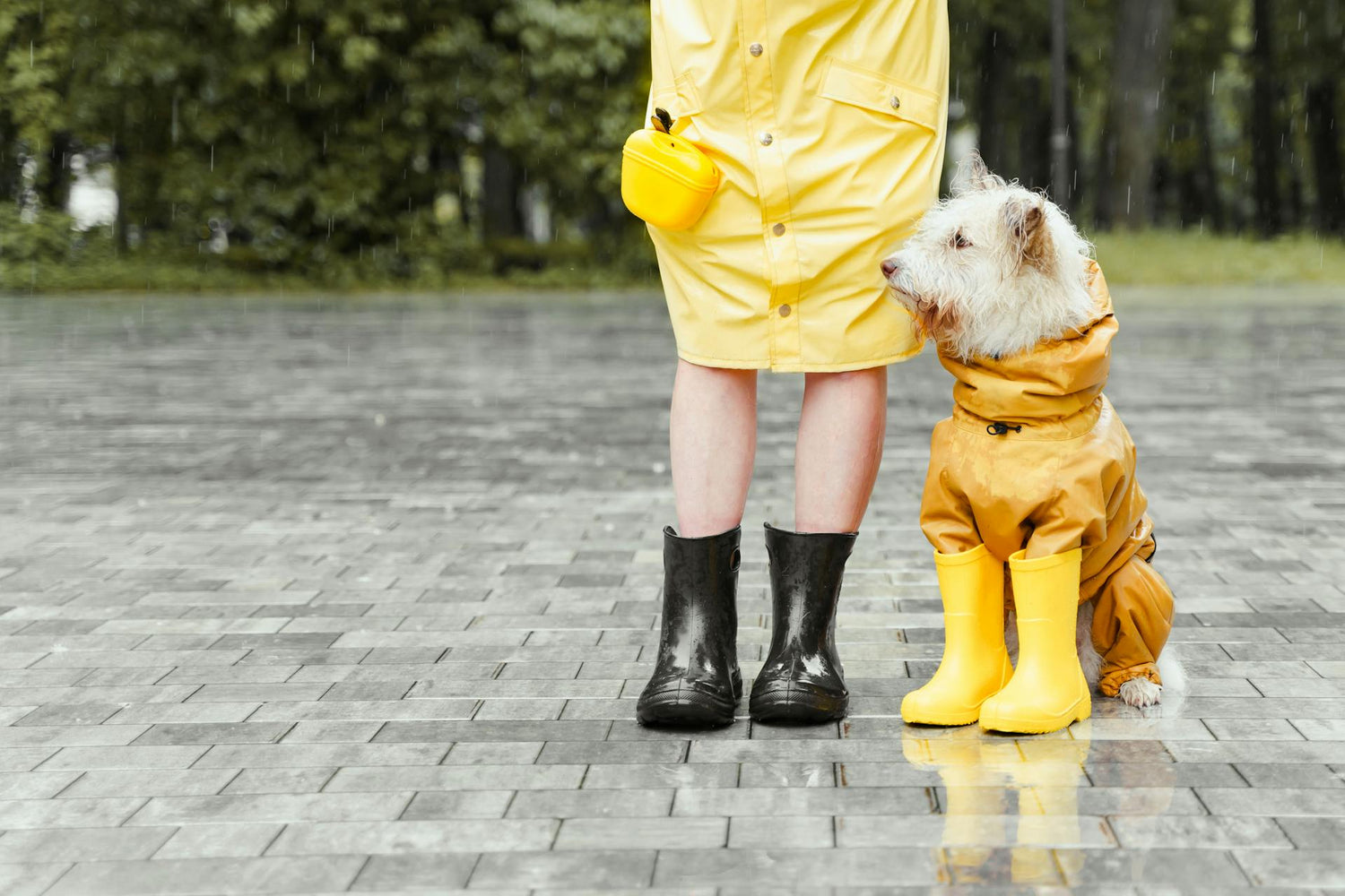 14 idées pour occuper votre chien lorsqu’il pleut - NoonyMoon