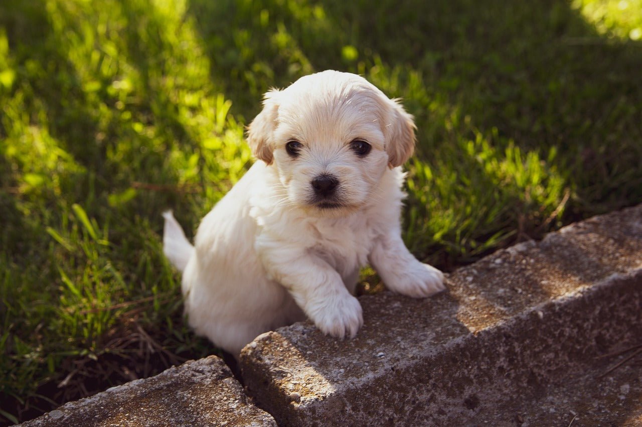 Apprendre à son chiot à rester seul : guide pratique et astuces - NoonyMoon