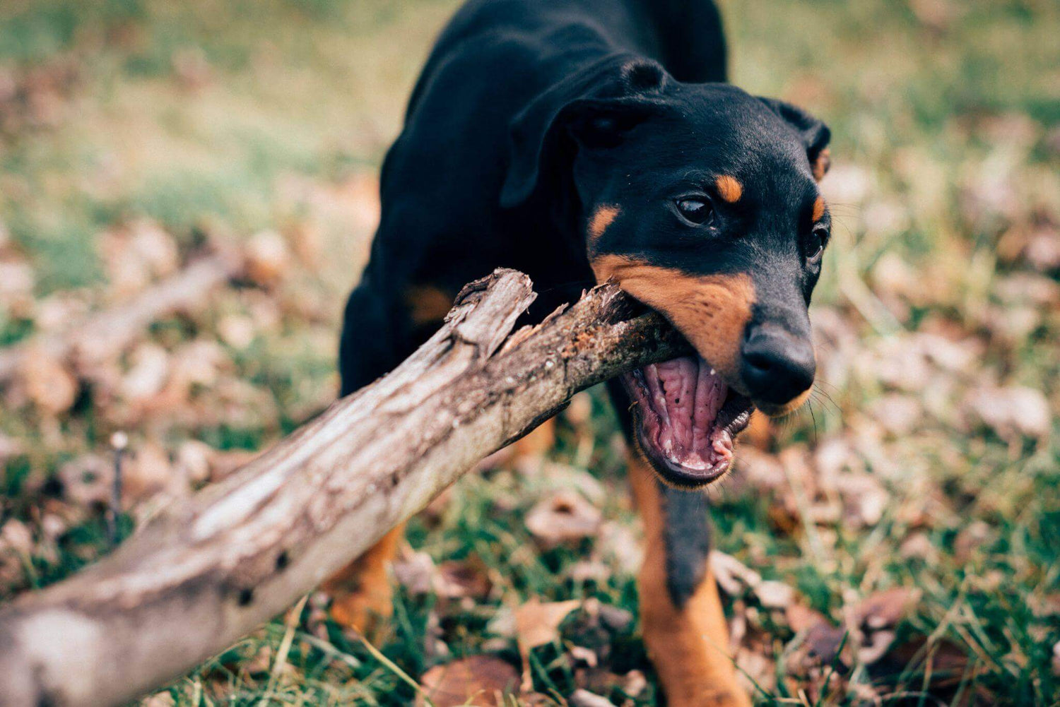 Mon chiot mordille : pourquoi et comment y remédier ?