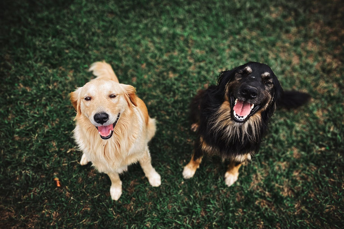 Comment savoir si mon chien est heureux ?