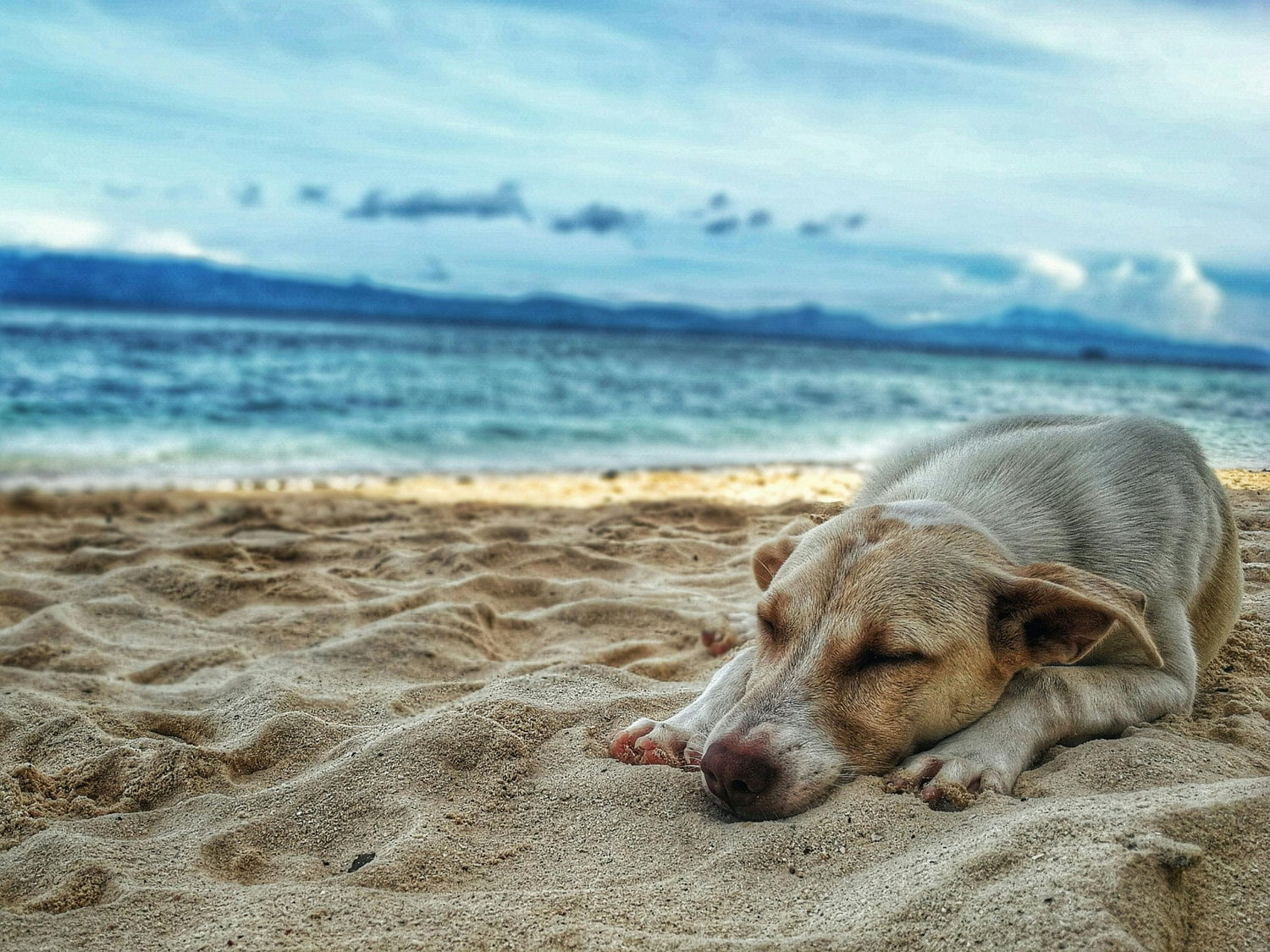 Emmener son chien en vacances : tout ce qu’il faut savoir - NoonyMoon