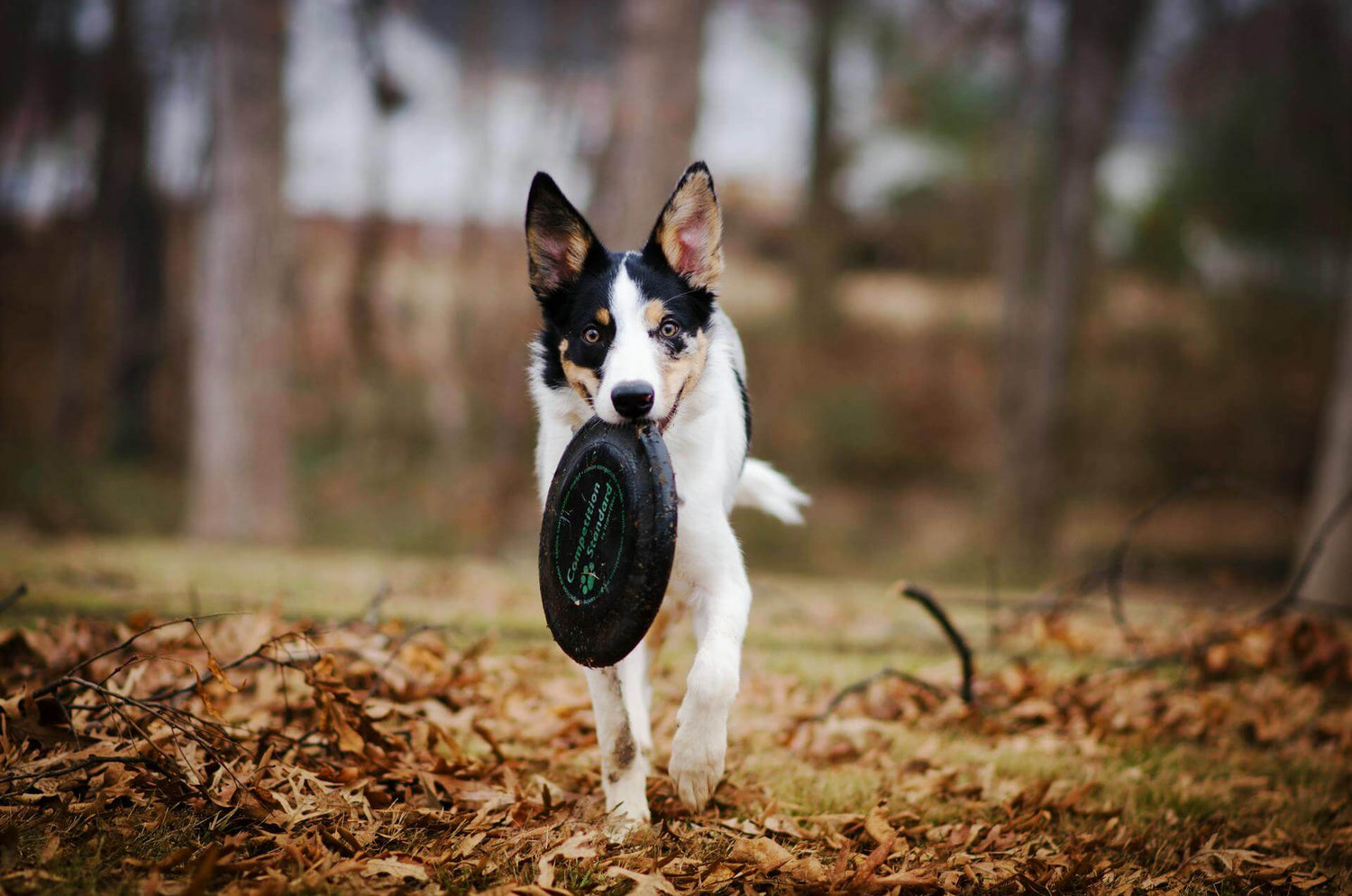 Jouer au frisbee avec son chien : un sport qui rapproche