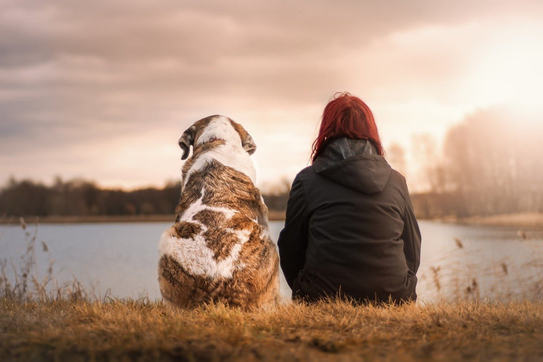 Le chien, un désastre écologique : vraiment ? - NoonyMoon