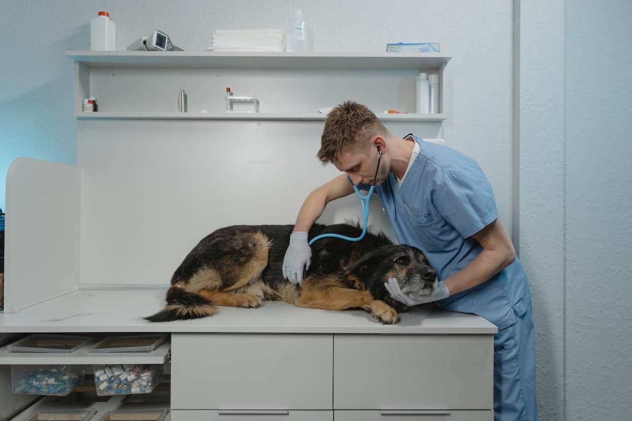 Le medical training ou comment habituer son chien aux soins - NoonyMoon