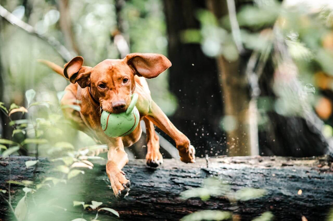 Pourquoi mon chien enterre ses jouets