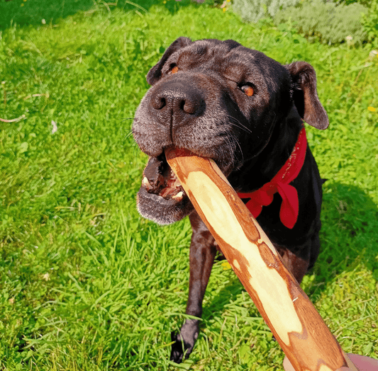 Bâton en bois d'olivier pour chien à mâcher - NoonyMoon